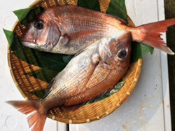 鳴門鯛のご進物-魚問屋(有)尾崎商店